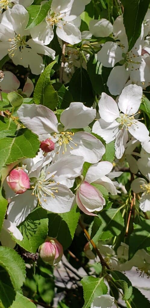 Crab Apple Tree Blossoms