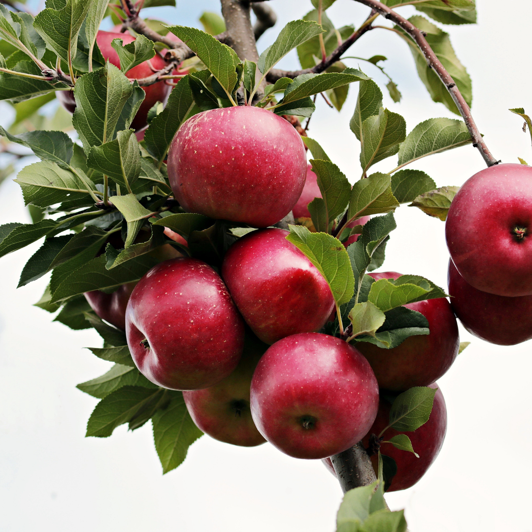 Health Benefits Of Eating Apple
