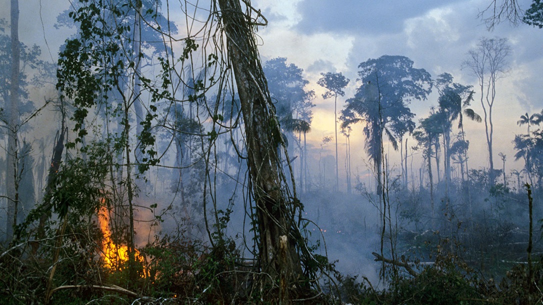 Fashion & Rainforest Destruction