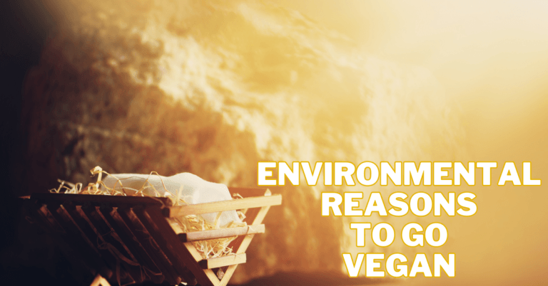 Environmental Reasons To Go Vegan