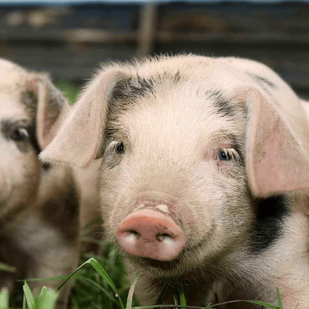 How Does A Vegan Diet Save Animals?