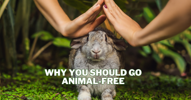 Why You Should Go Animal-Free