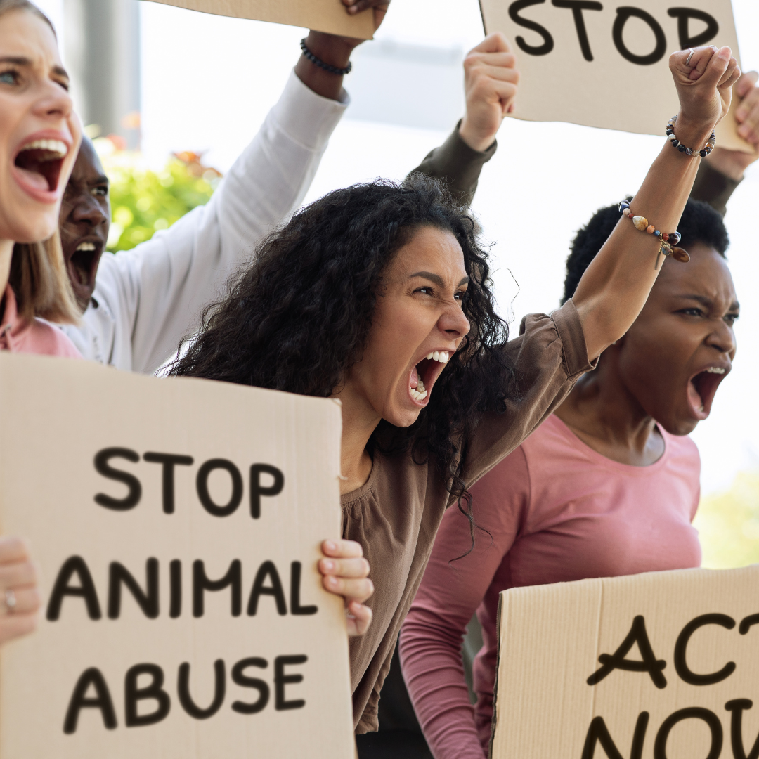 Animal Rights And Veganism