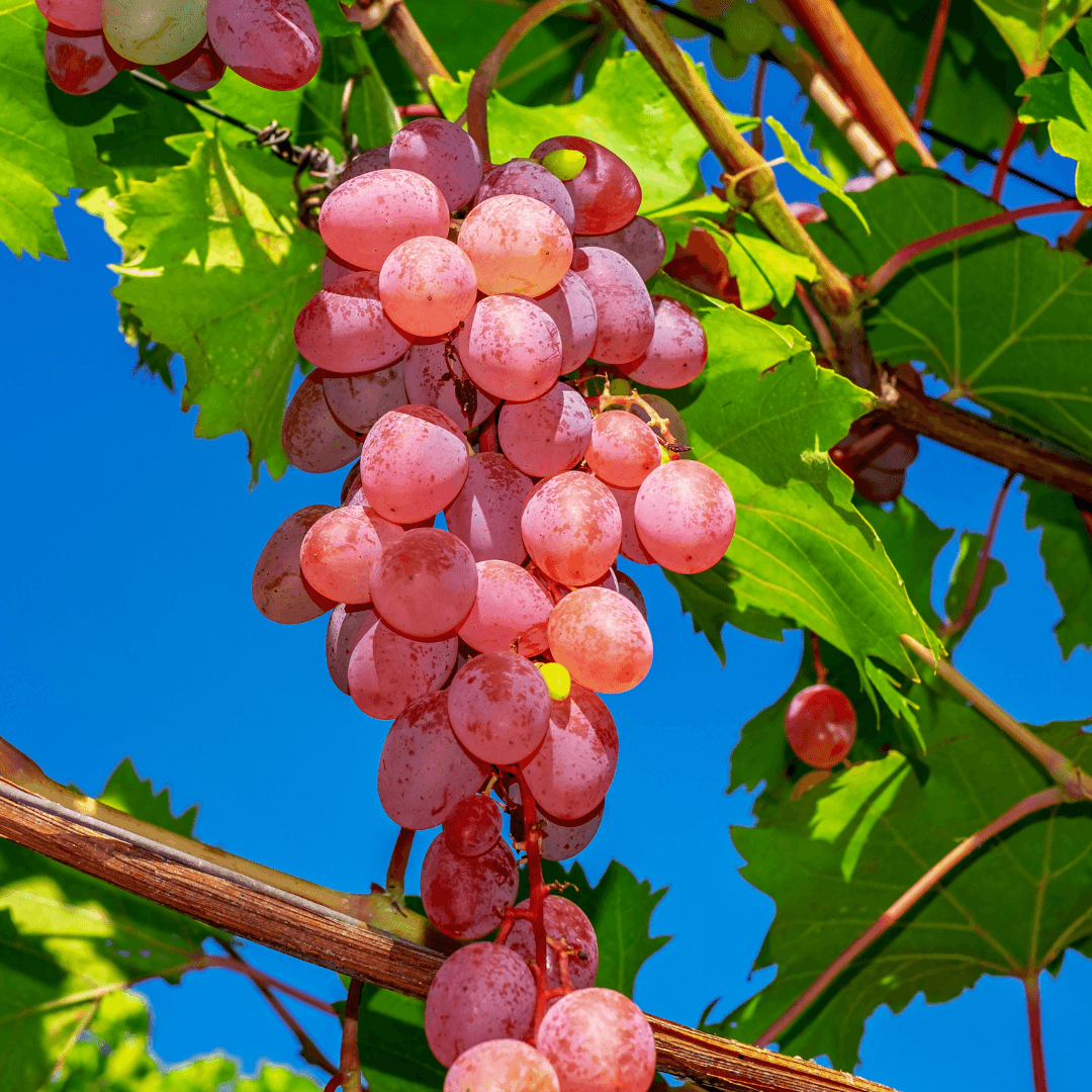 Are Grapes Safe For Everyone?