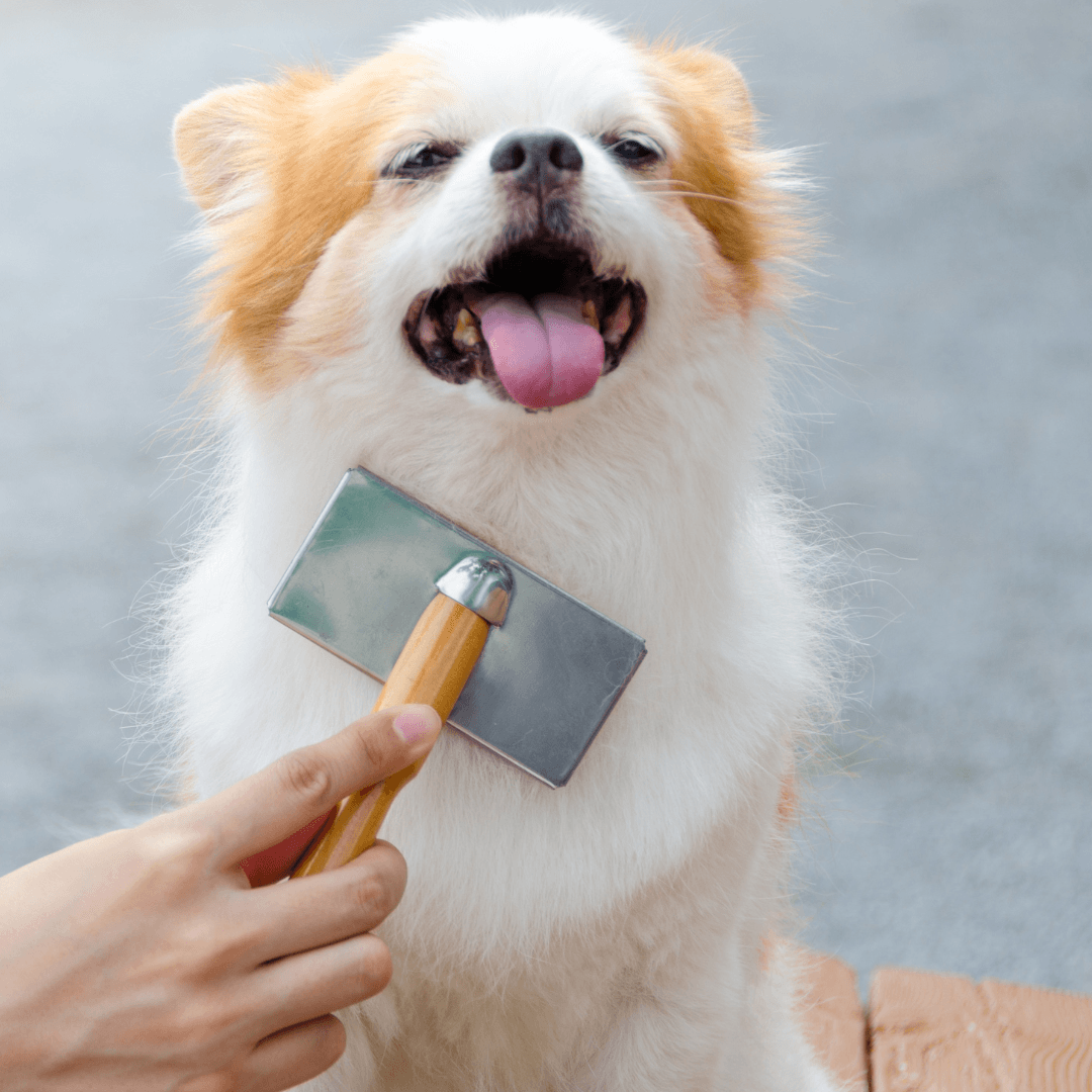 Vegan Pet Food And Care For Pet Owners - Grooming