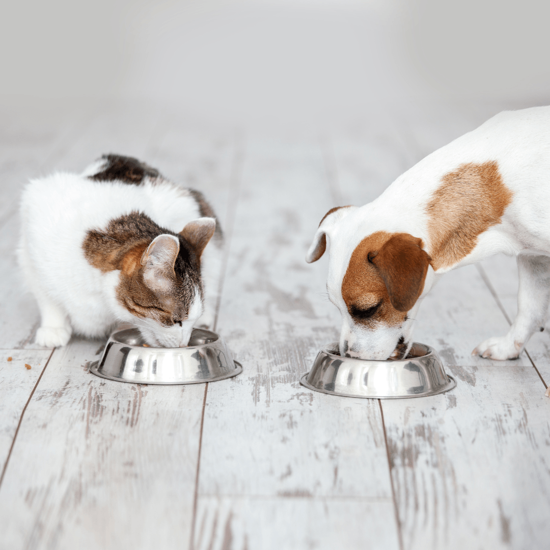 Vegan Pet Food And Care For Pet Owners - Mealtime