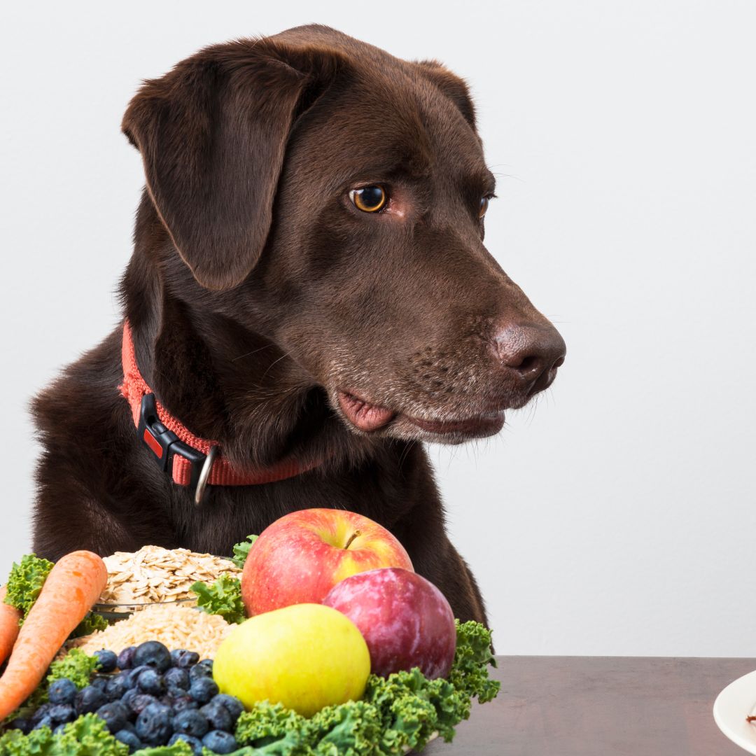 Vegan Pet Food And Care For Pet Owners - What Is Vegan Pet Food?