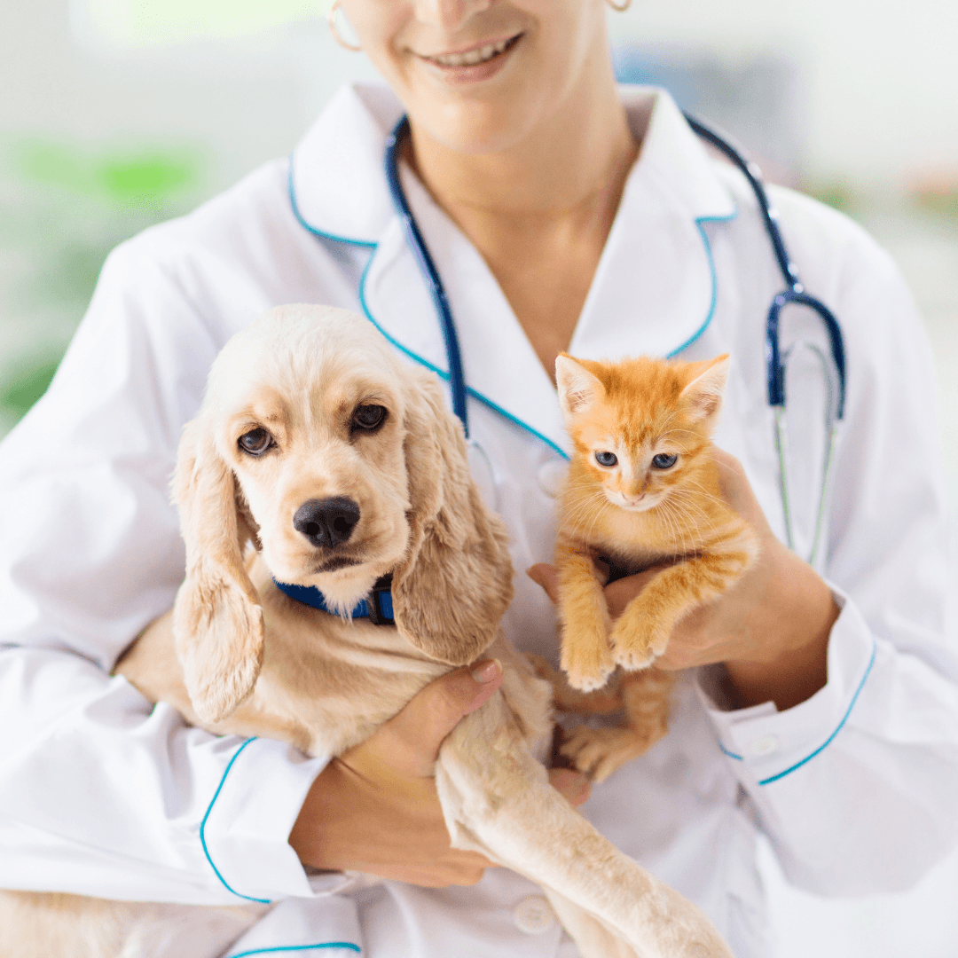 Vegan Pet Food For Health And Happiness - Vet Guidance