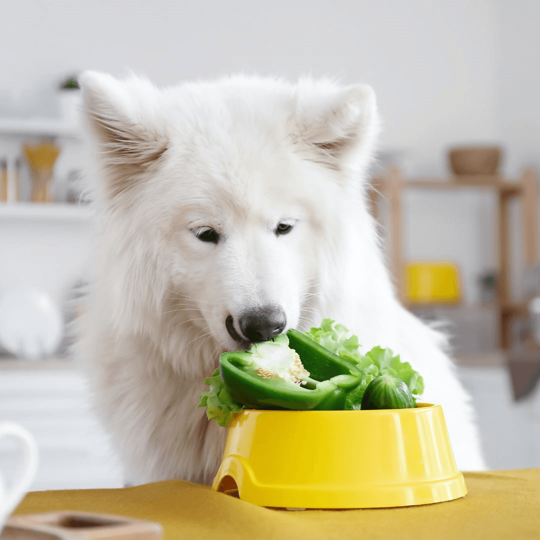 Vegan Pet Food For Health And Happiness - Nutritional Requirements