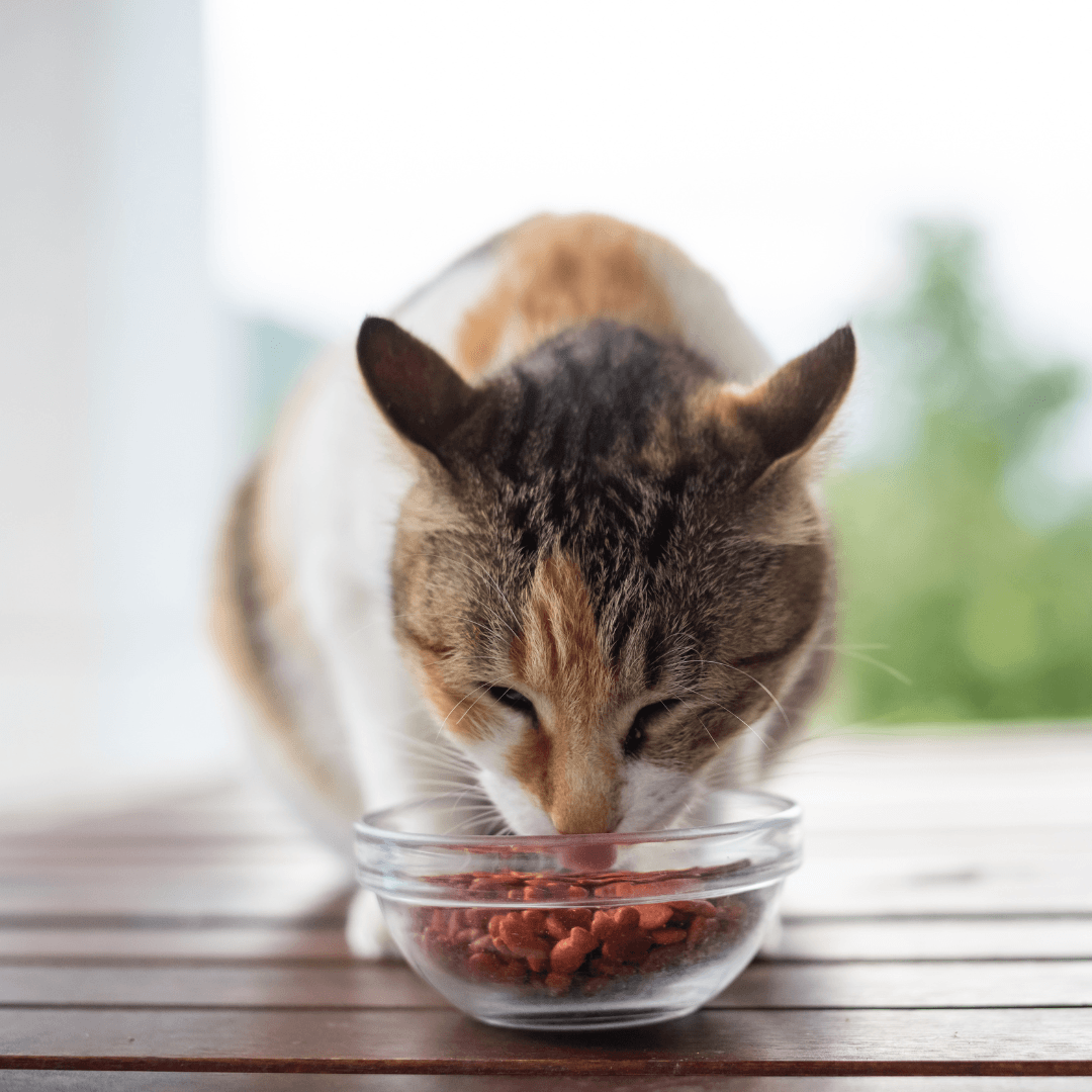 Vegan Pet Food For Health And Happiness - Transitioning To A Vegan Diet