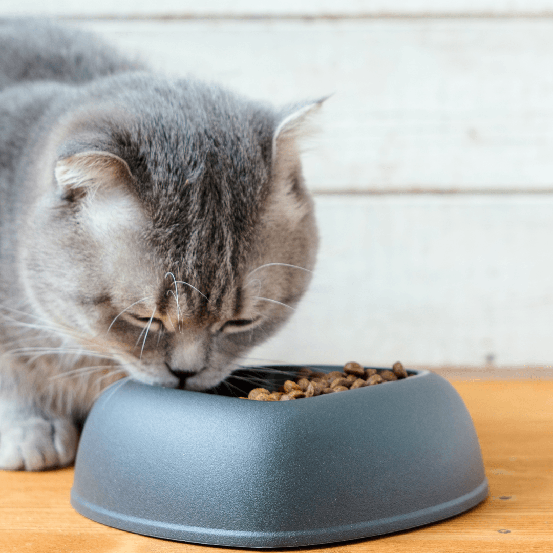 Vegan Pet Food For Health And Happiness - Balancing Nutrients