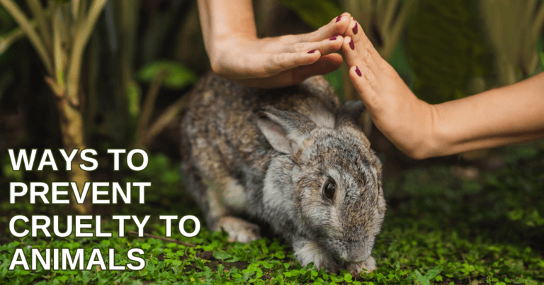Best Ways To Prevent Cruelty To Animals