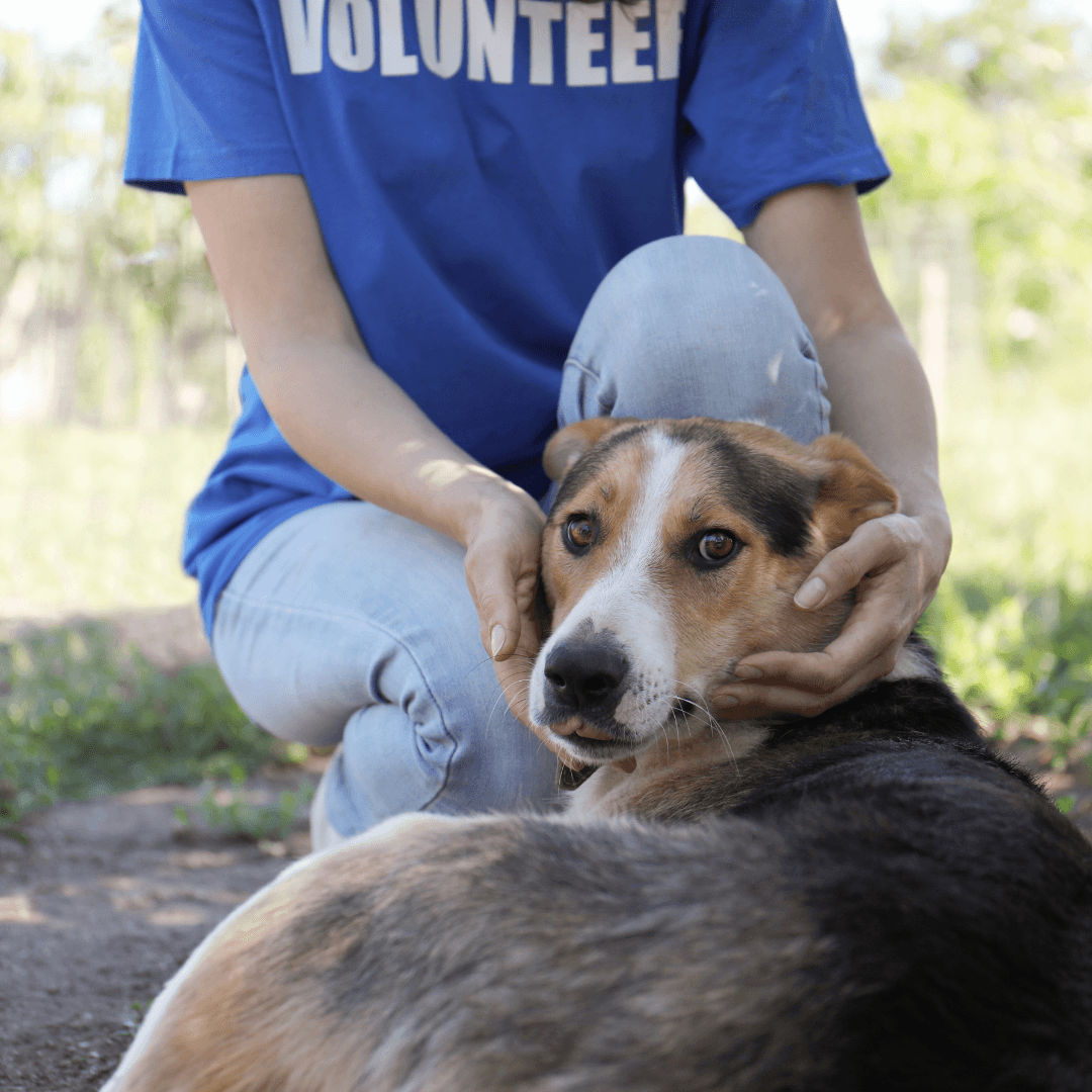 Volunteer For Animal Sanctuaries