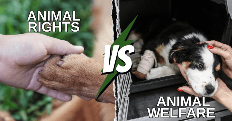 Animal Rights Vs Animal Welfare