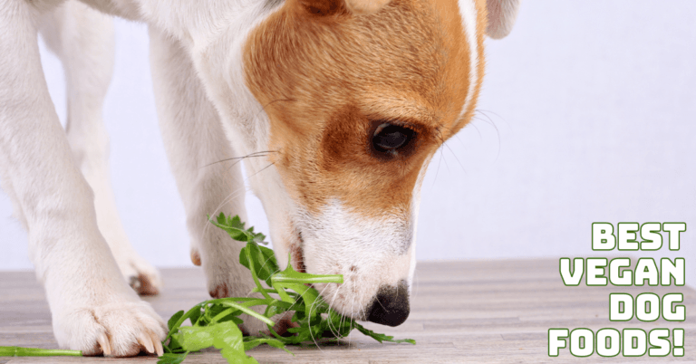 Best Vegan Dog Foods: High-Quality Options For Your Pet's Wellbeing