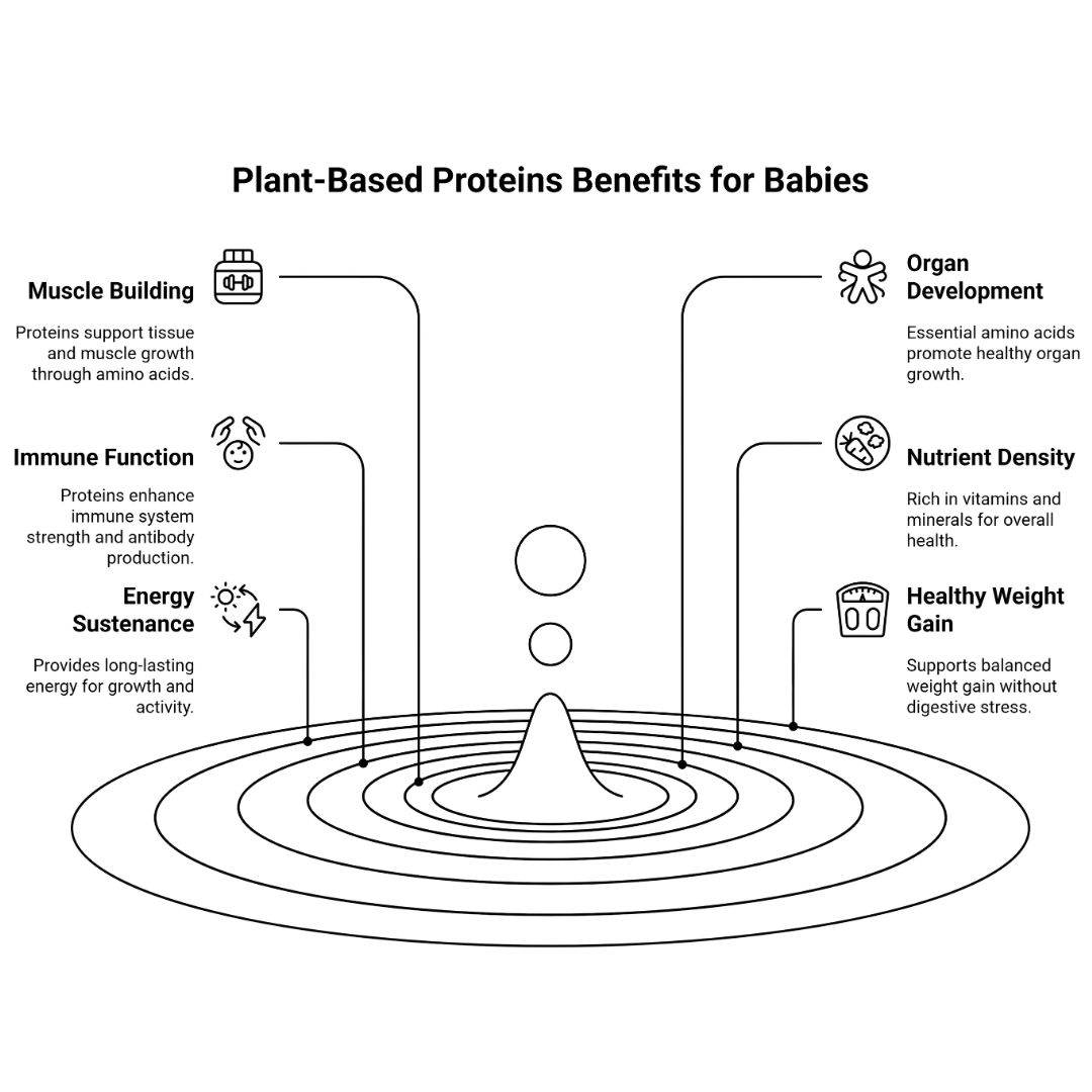 The Role Of Plant-Based Proteins In Baby’s Growth And Development
